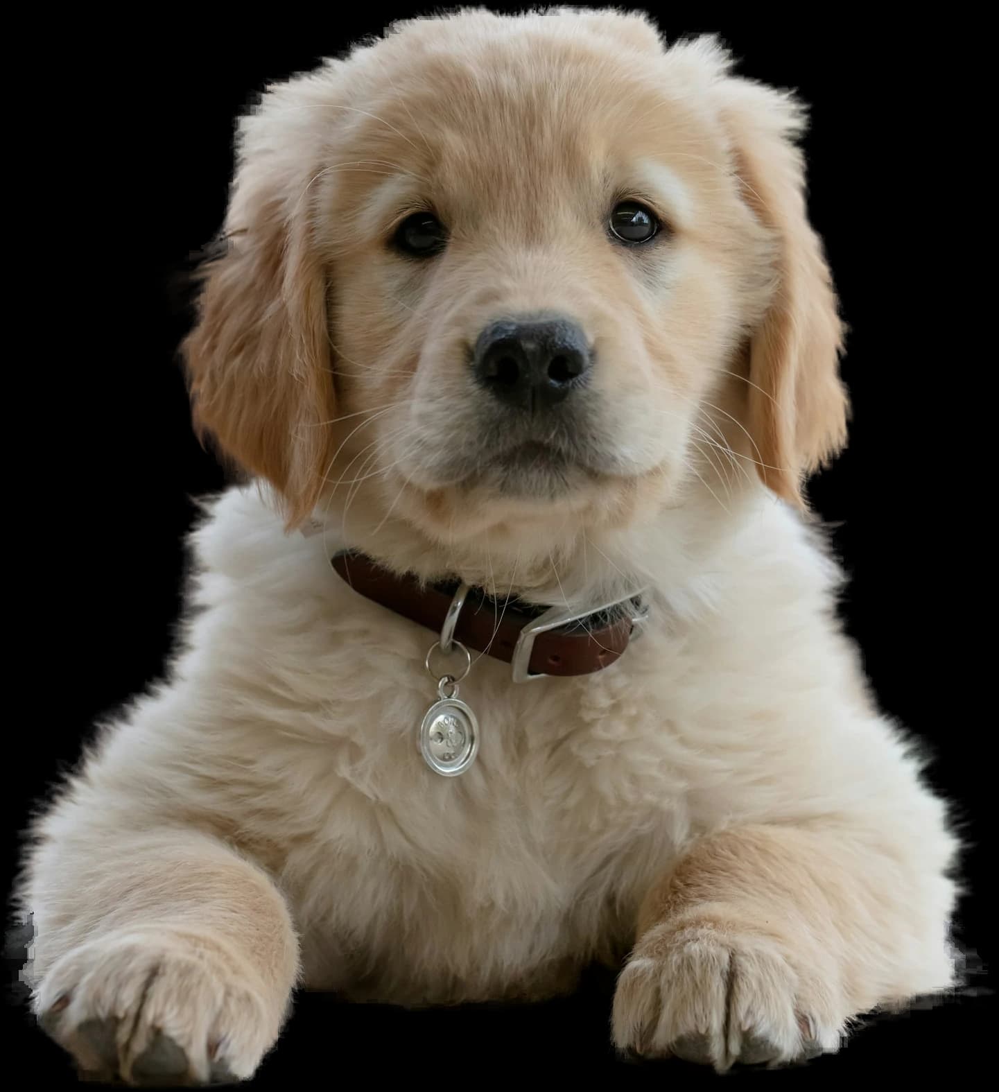 A golden retriever puppy waiting for its sitter