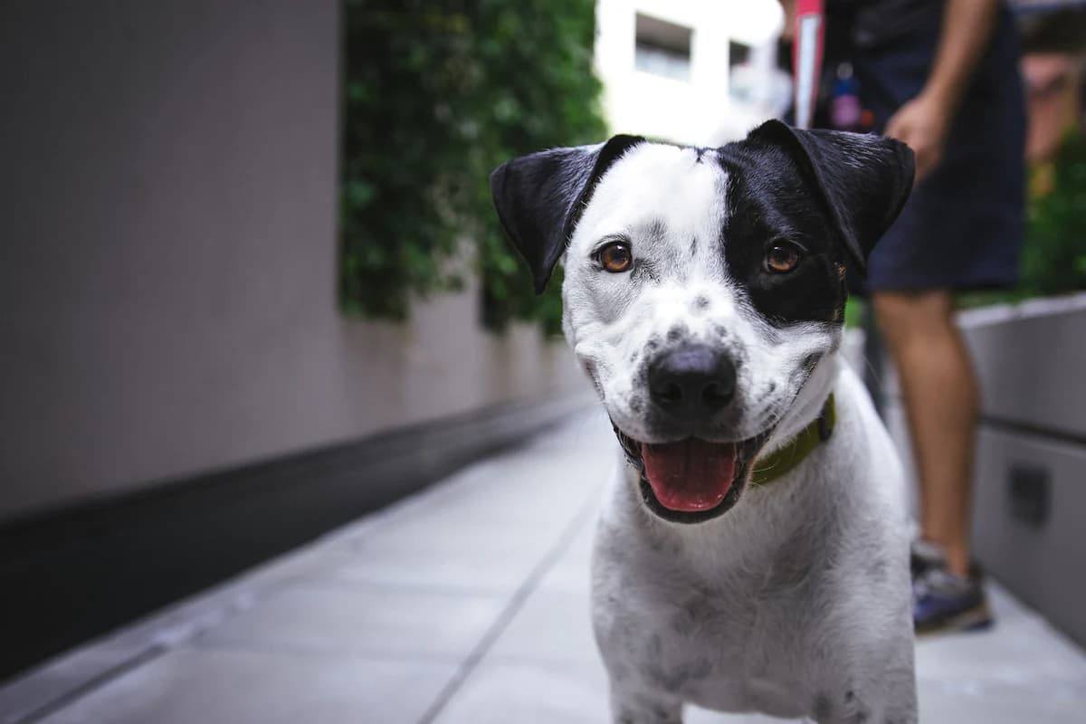 A happy dog on its lead beside its walker on a city pavement